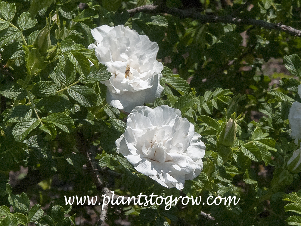 Rosa Rugosa 'Blanc Double de Coubert' 
(end of May)